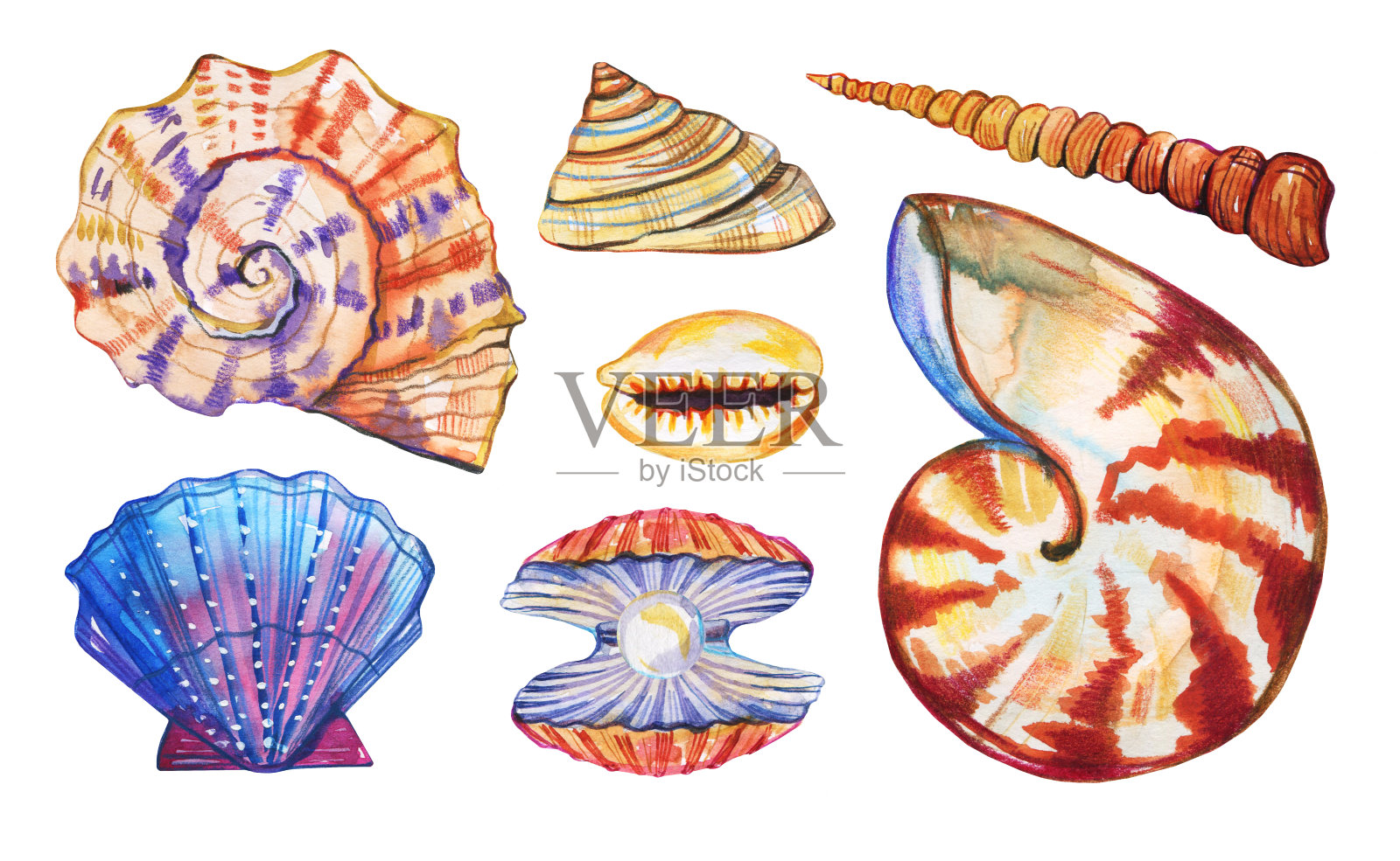 一套不同的贝壳。手绘水彩插图设计元素图片