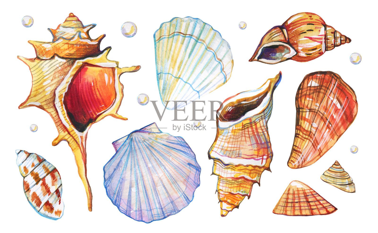 一套不同类型的彩色贝壳。手绘水彩插图插画图片素材