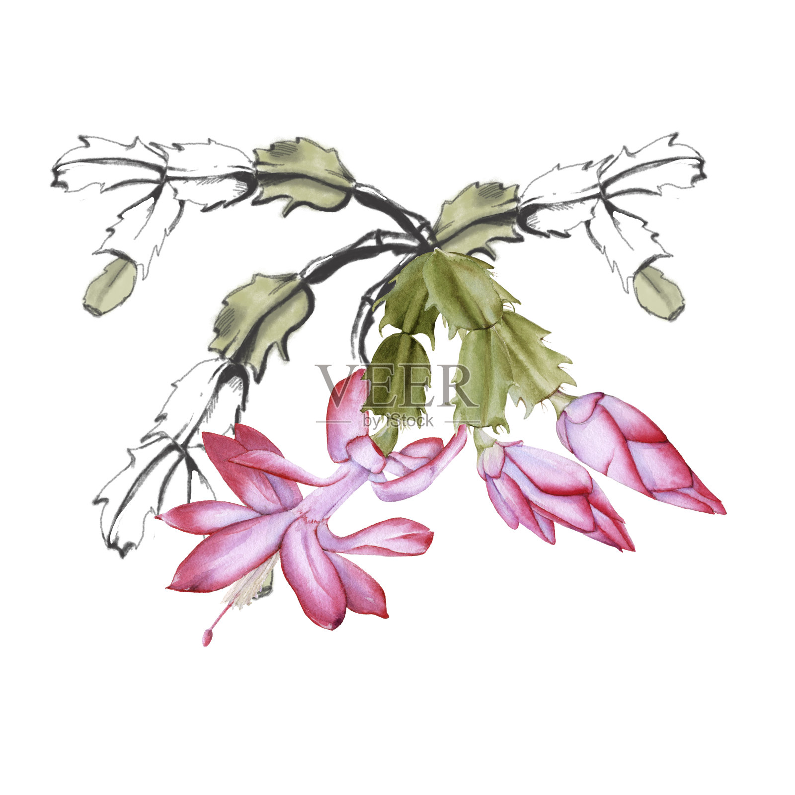 盛开的仙人掌schlumbergera。孤立在白色背景上。插画图片素材