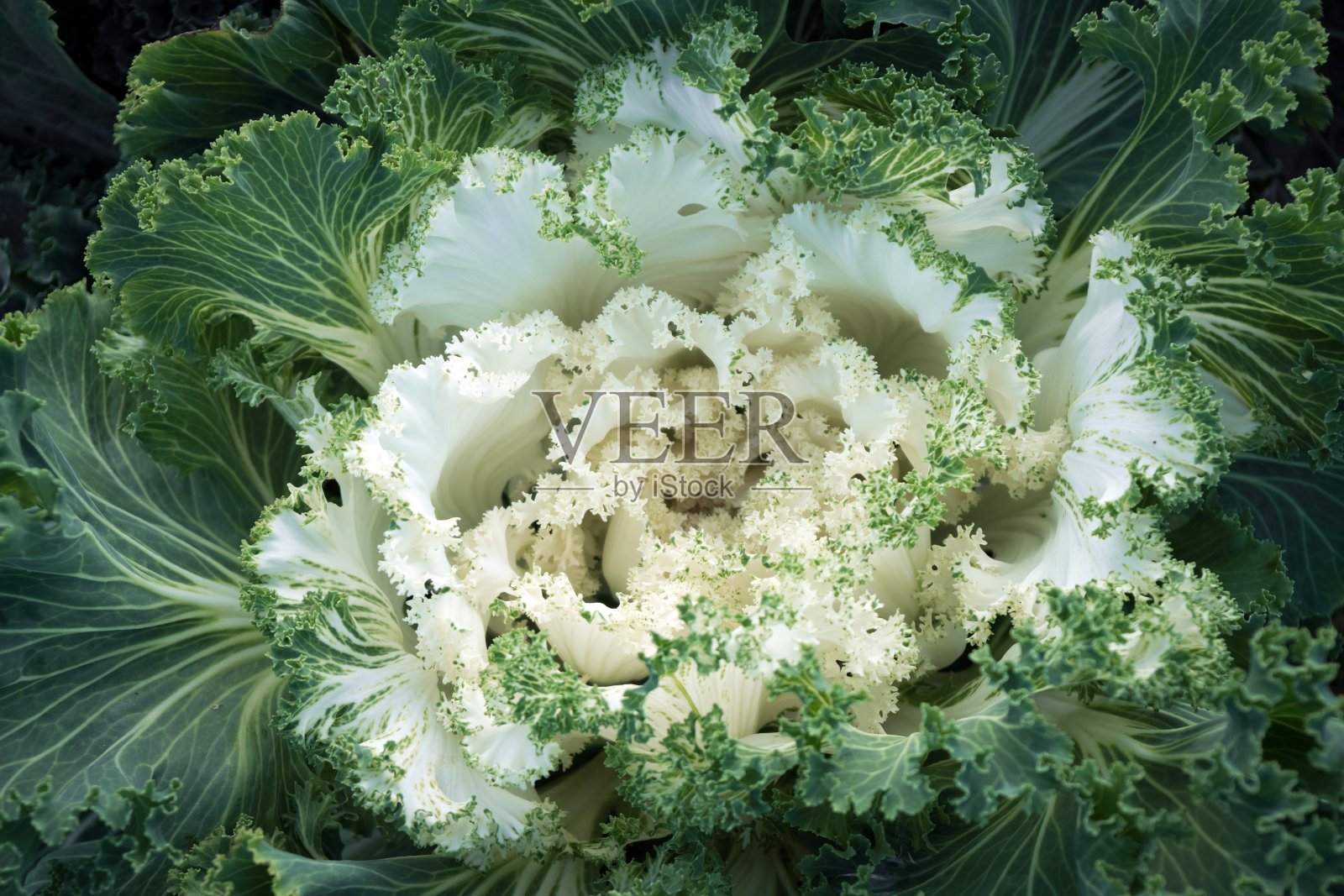 在花坛上生长的白色装饰卷心菜的卷曲的莲座顶视图。照片摄影图片