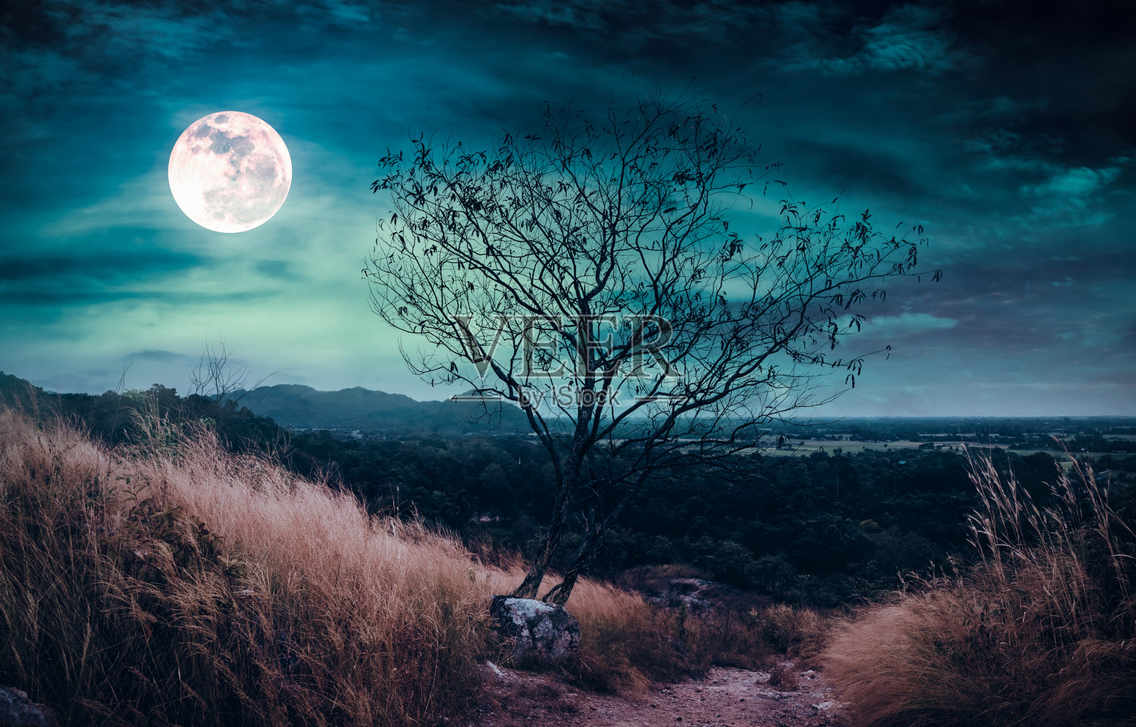 美丽明亮的满月在荒野地区的森林。照片摄影图片