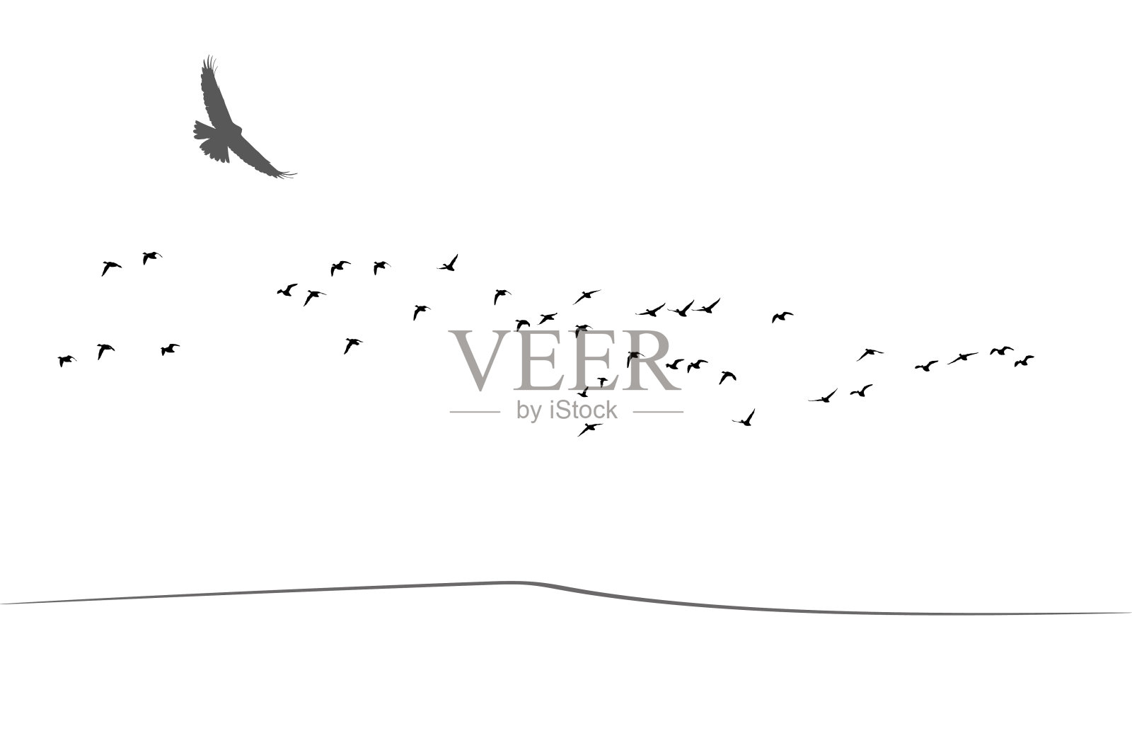 飞翔的鸟。矢量图像。白色背景。插画图片素材