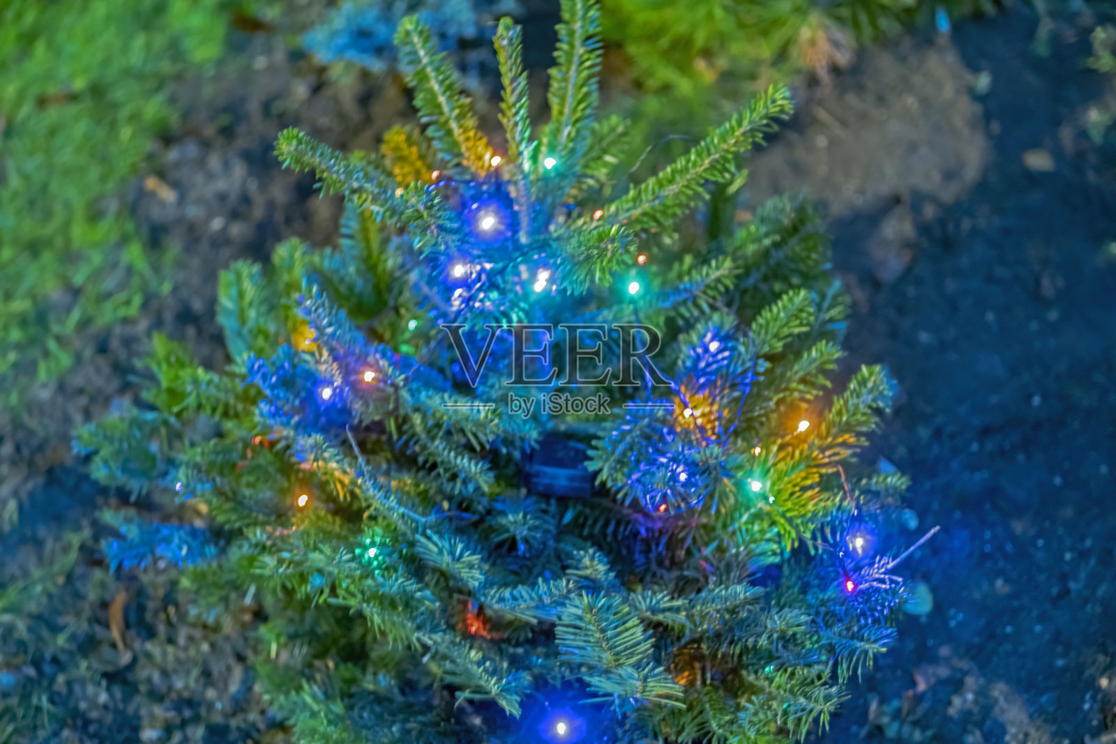 真正的北欧冷杉树与圣诞灯照片摄影图片