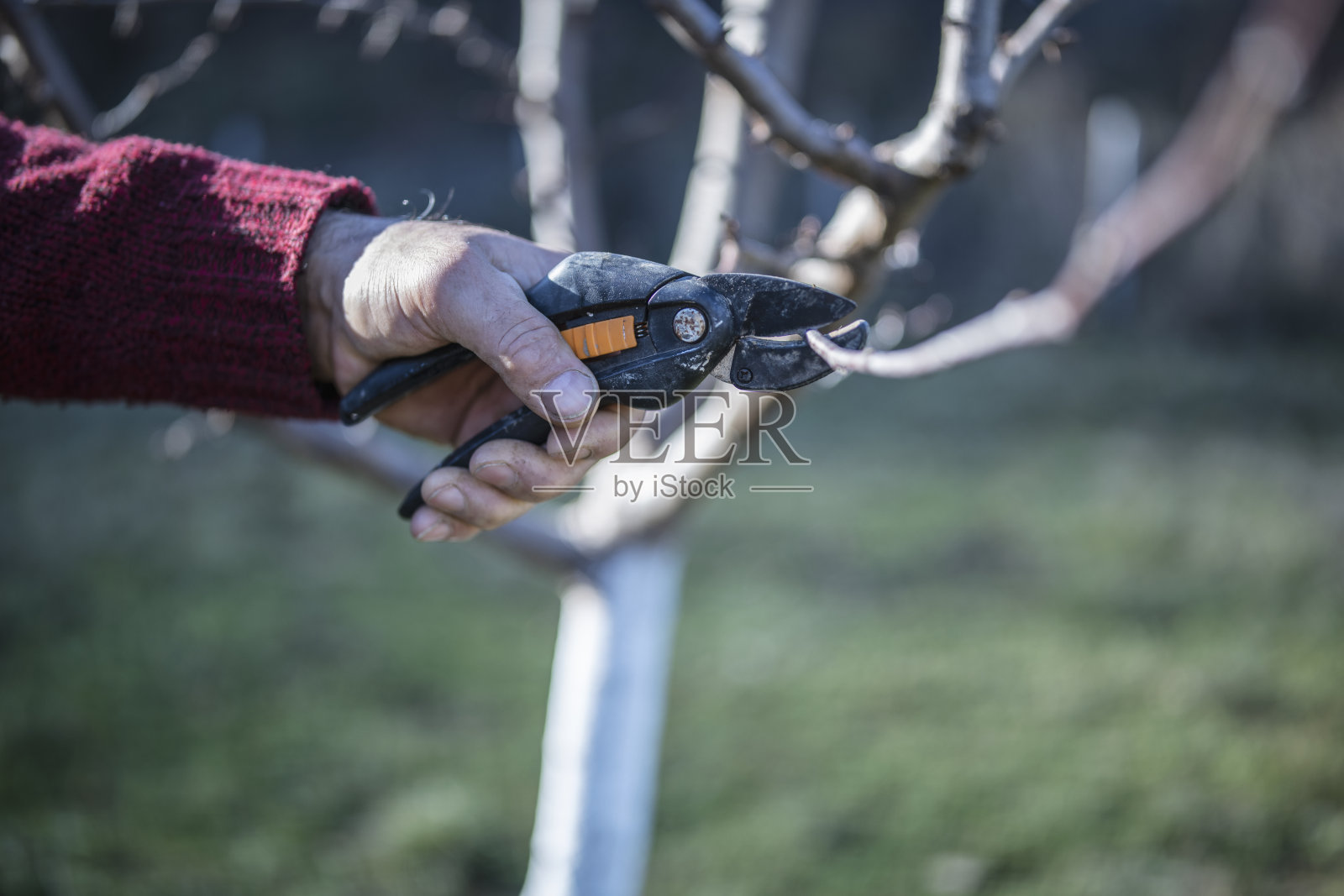 用剪子修剪果树的人。照片摄影图片