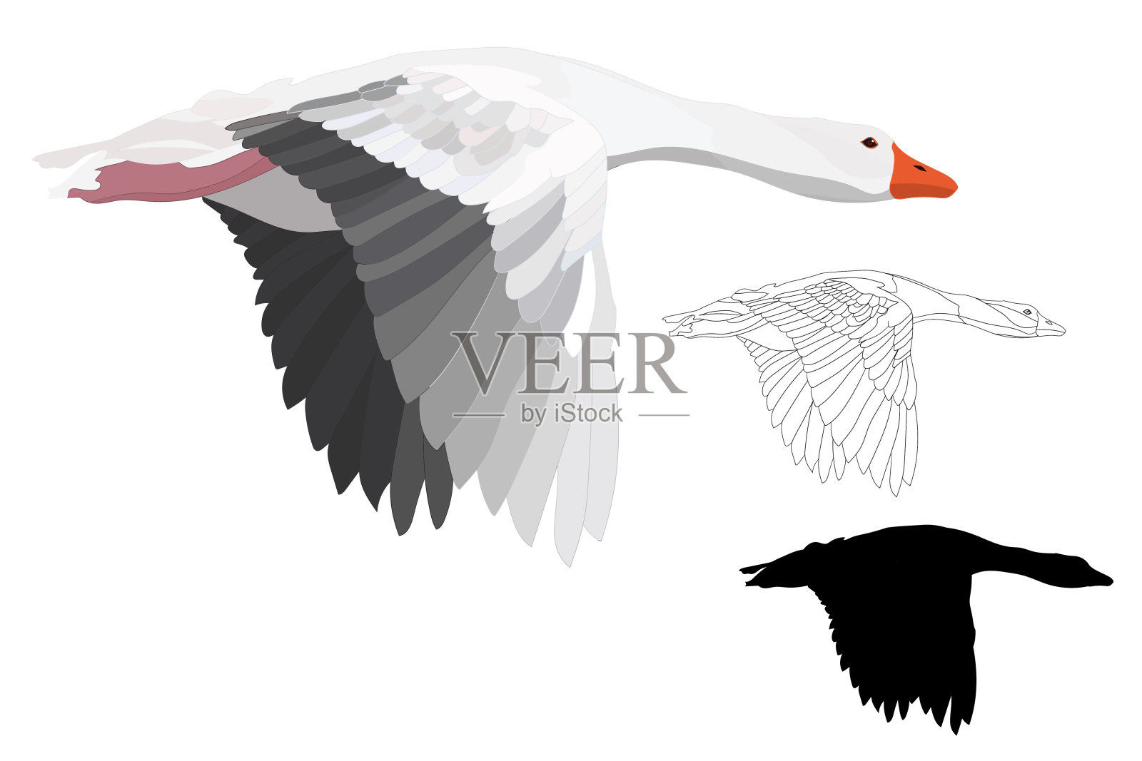 飞翔的鸟。灰雁鹅。矢量图像。白色背景。插画图片素材