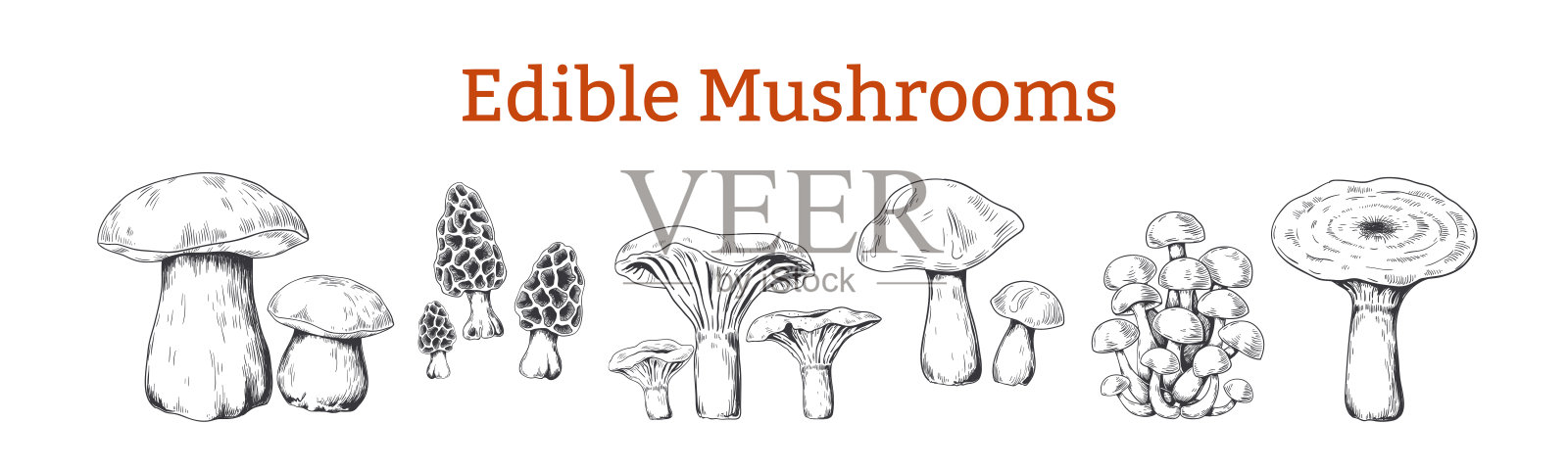 蘑菇。手绘复古插画与有机食品蘑菇，蔬菜素描。向量集合插画图片素材