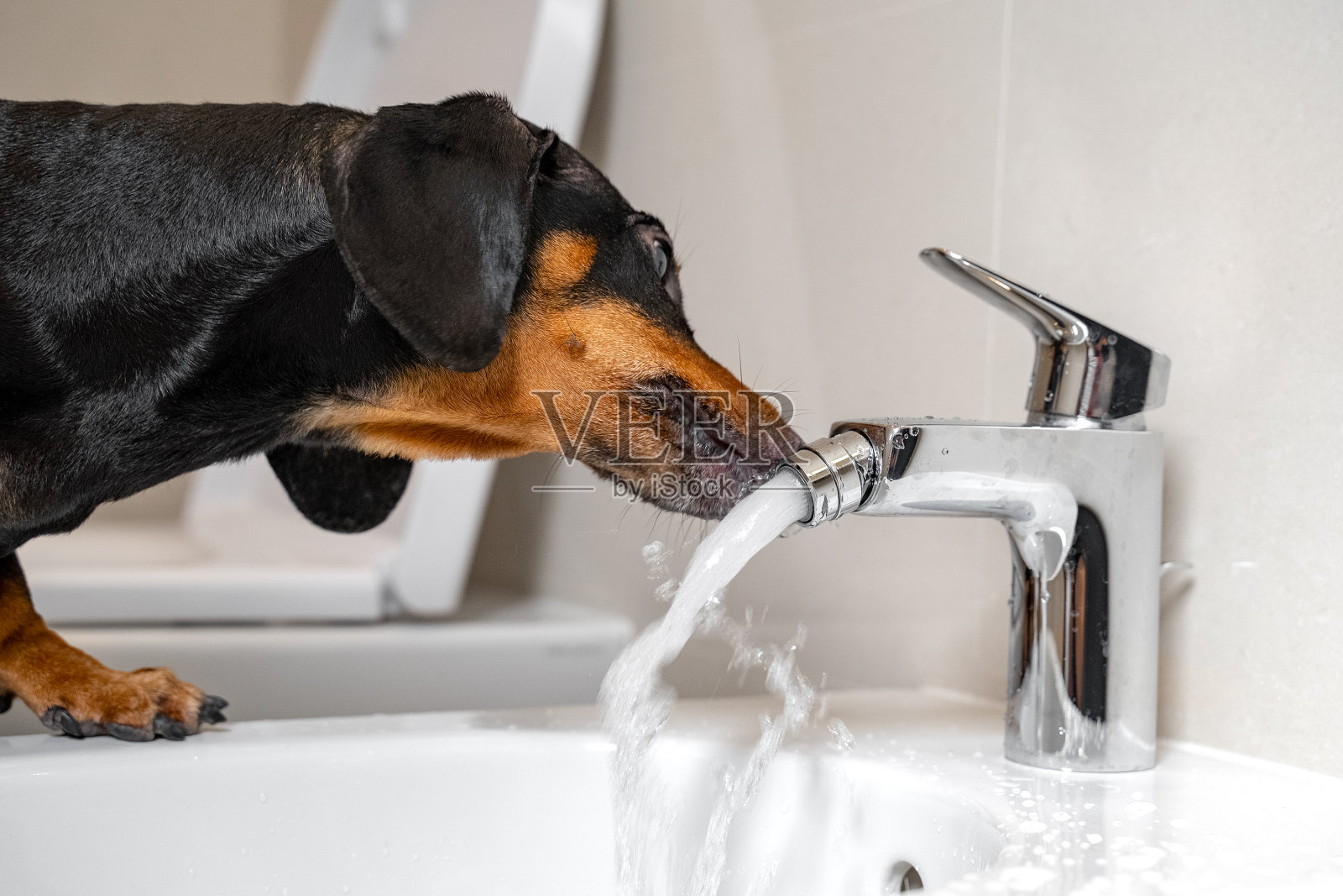 黑色和棕色的腊肠犬从浴室的白色洗脸盆坐浴盆的钢制水龙头喝水。家或狗友好的酒店，有趣的图片。照片摄影图片