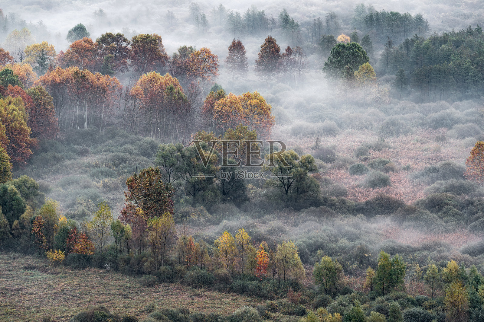 秋日雾蒙蒙的日出笼罩着森林照片摄影图片