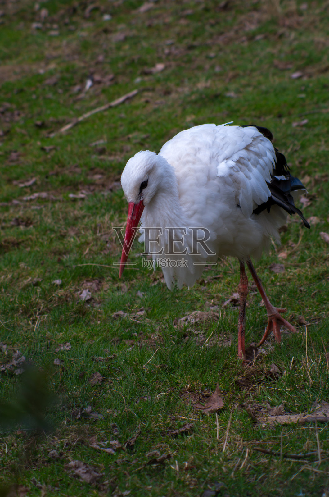 白鹳(Ciconia Ciconia)是白鹳科的一种大型鸟类。照片摄影图片