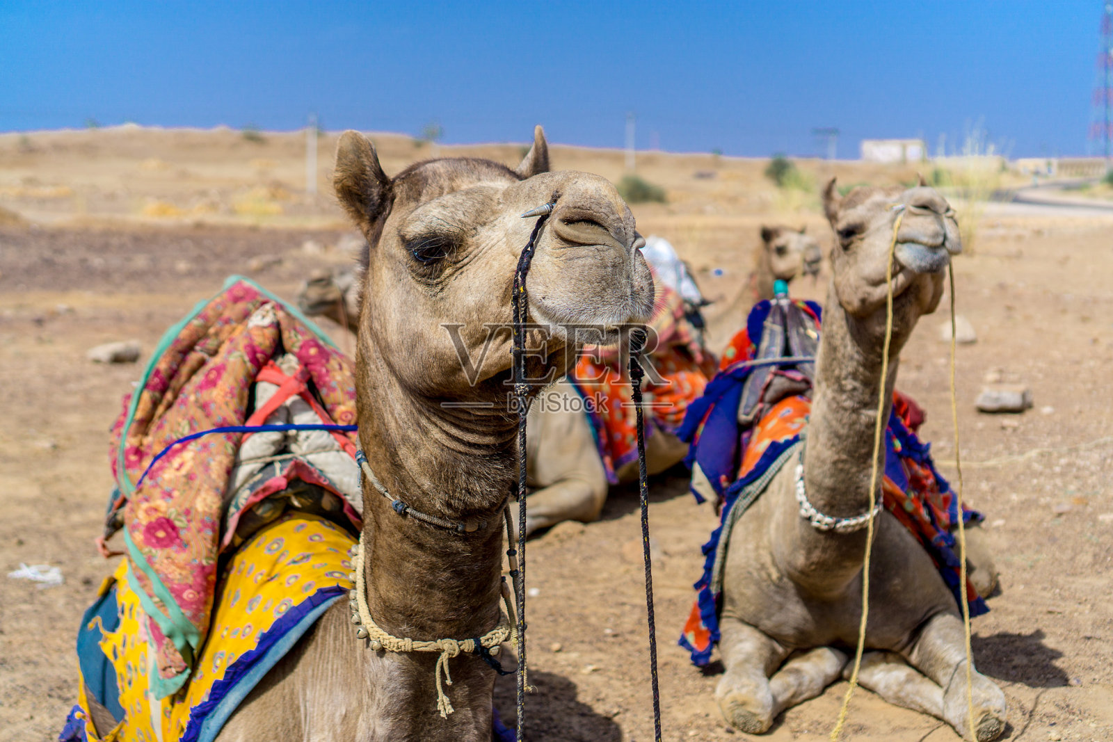 印度杰萨梅尔的塔尔沙漠照片摄影图片
