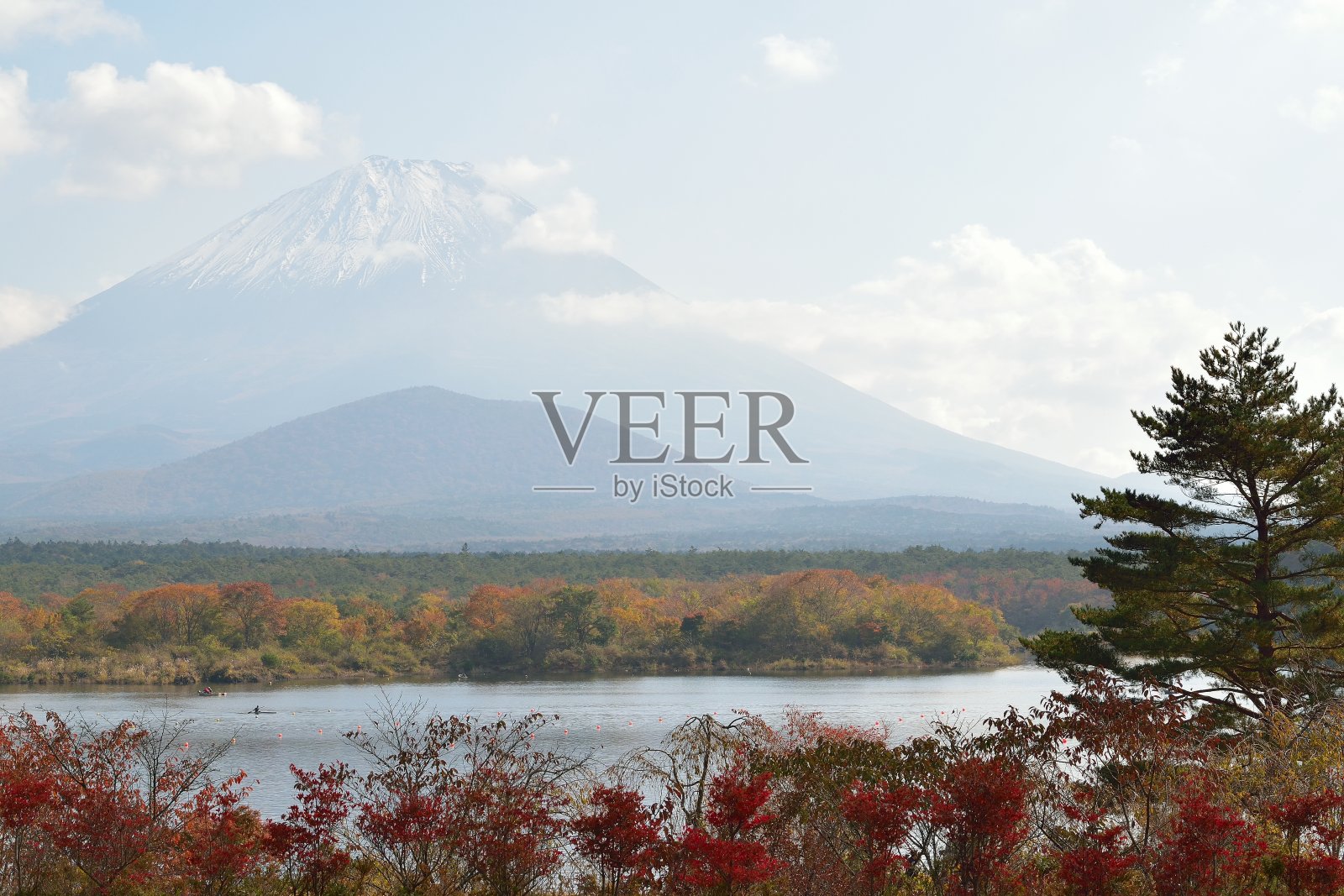 以富士山为背景的秋树景观照片摄影图片