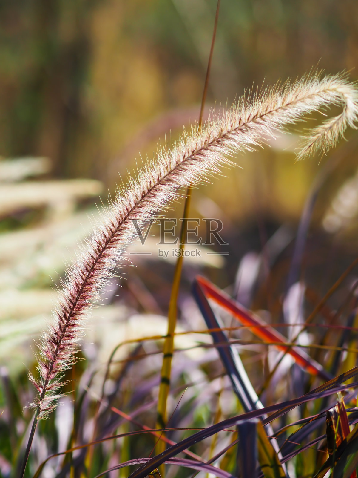 泰国冬季草甸的自然景观中禾本科草花场，粉色和棕色草，选择只集中在草花上。照片摄影图片