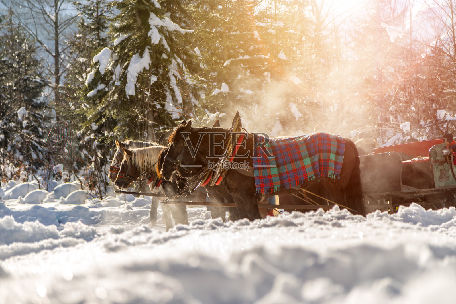 冬天的马车:奥地利，早晨阳光下的蒸汽照片摄影图片