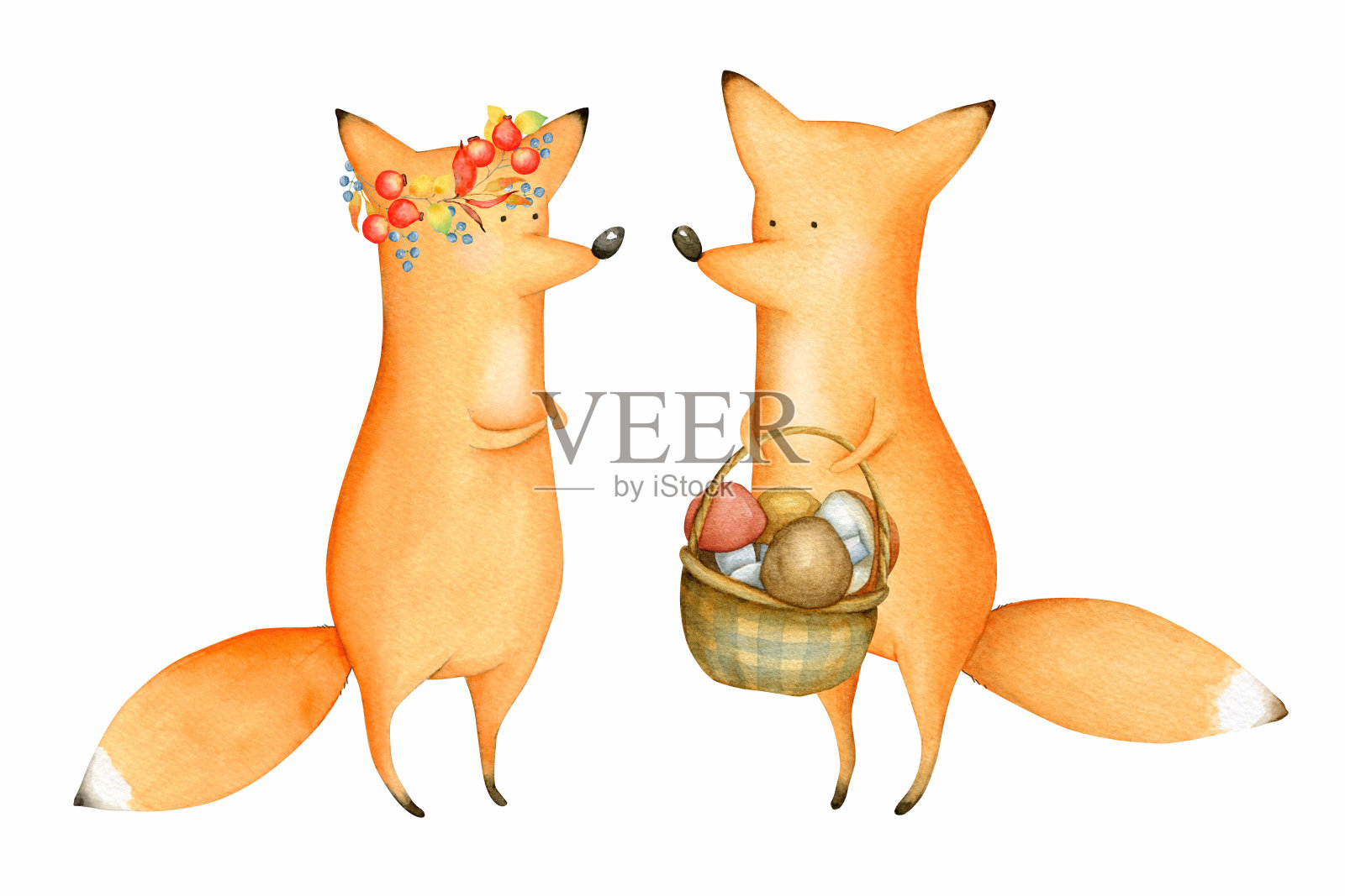 可爱和有趣的水彩狐。动物设计元素图片