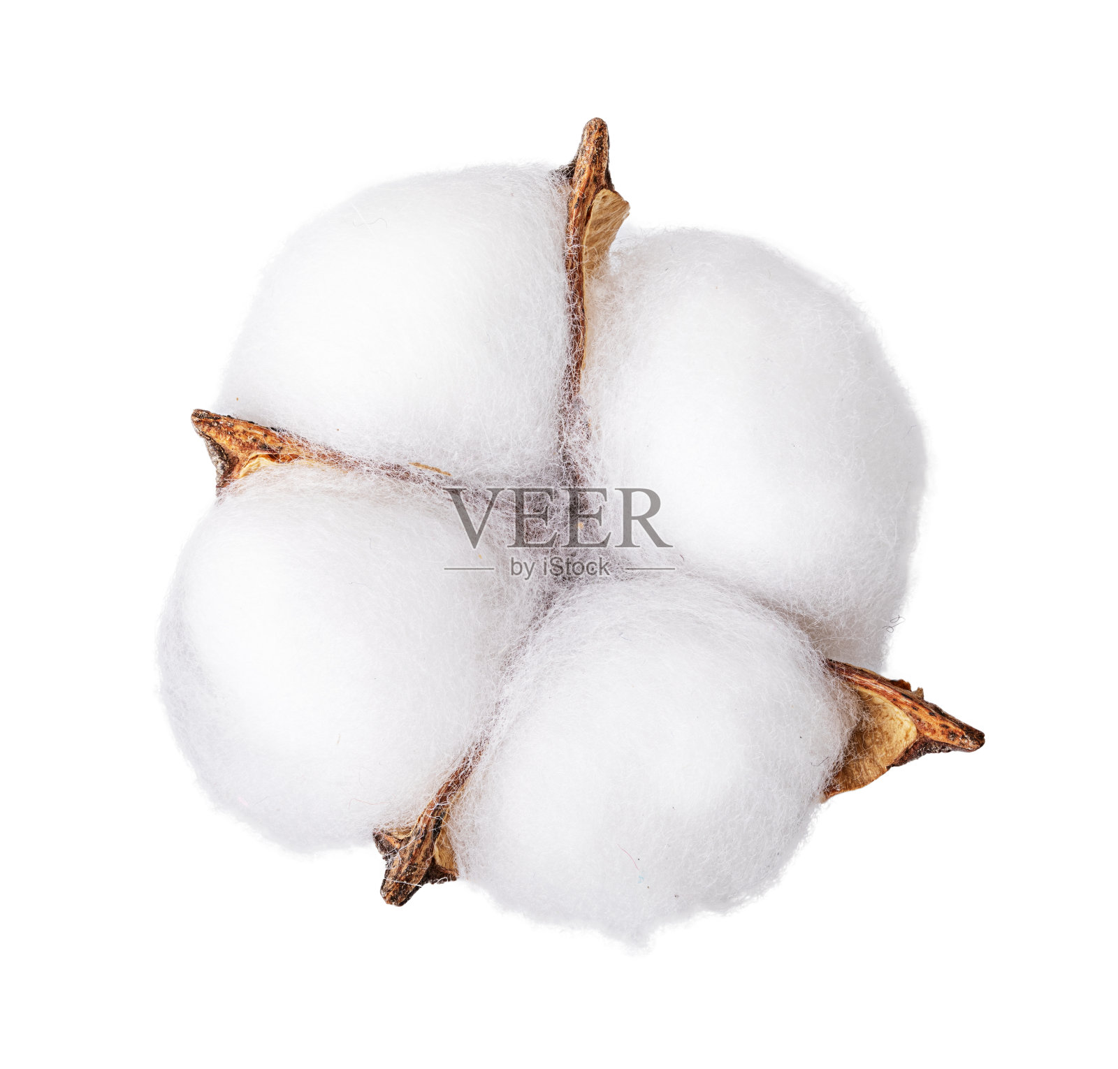 在白色背景上的棉花植物的蓬松的棉花花。照片摄影图片