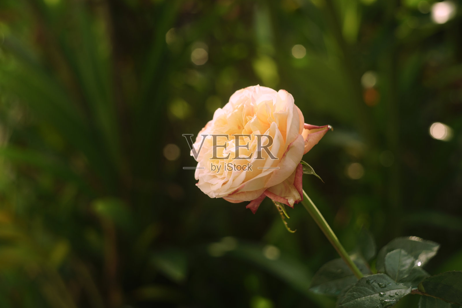 花园里盛开的白玫瑰照片摄影图片