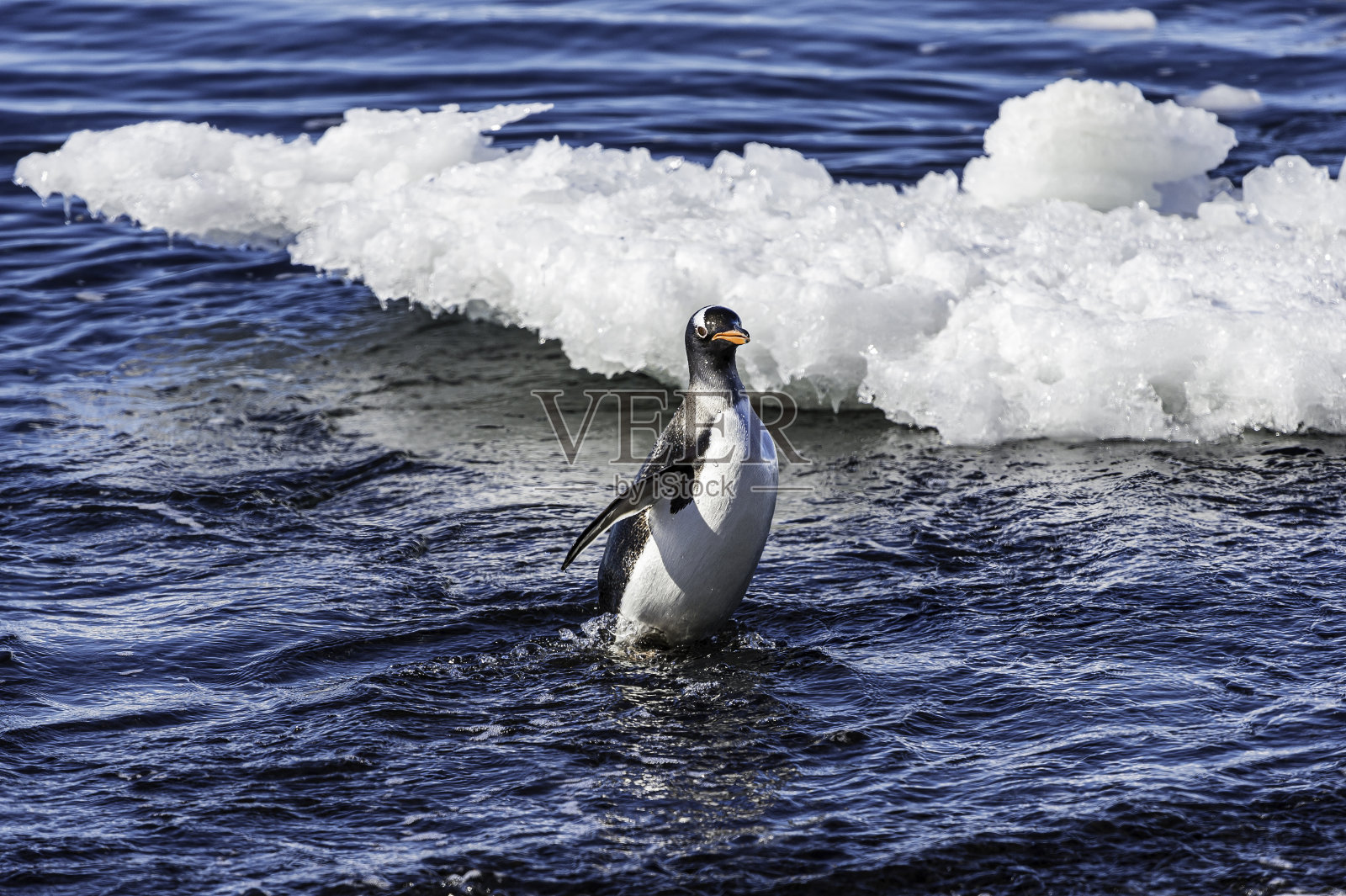 巴布亚企鹅- Pygoscelis巴布亚上岸照片摄影图片