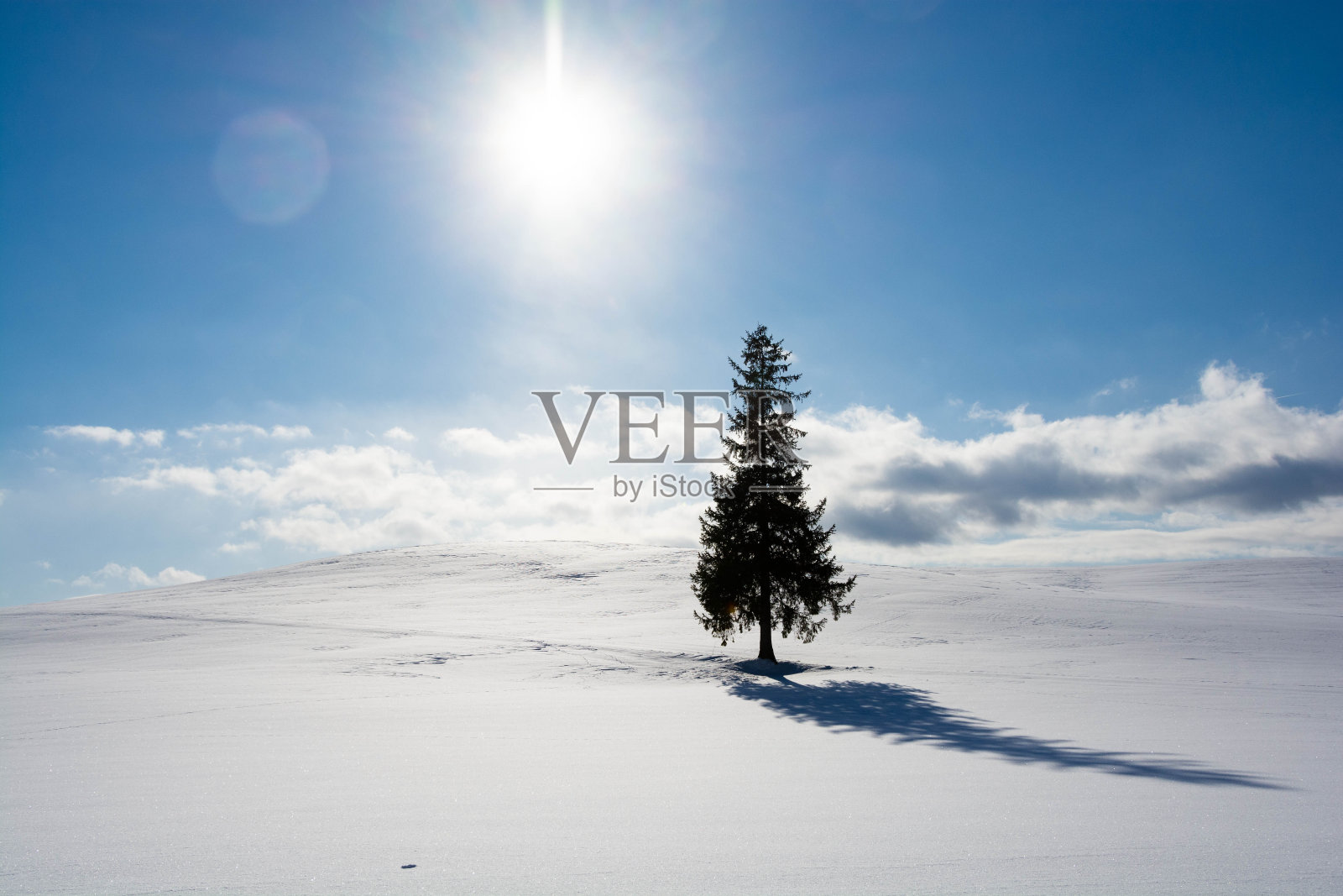 松树站在白雪皑皑的田野上，天空湛蓝照片摄影图片
