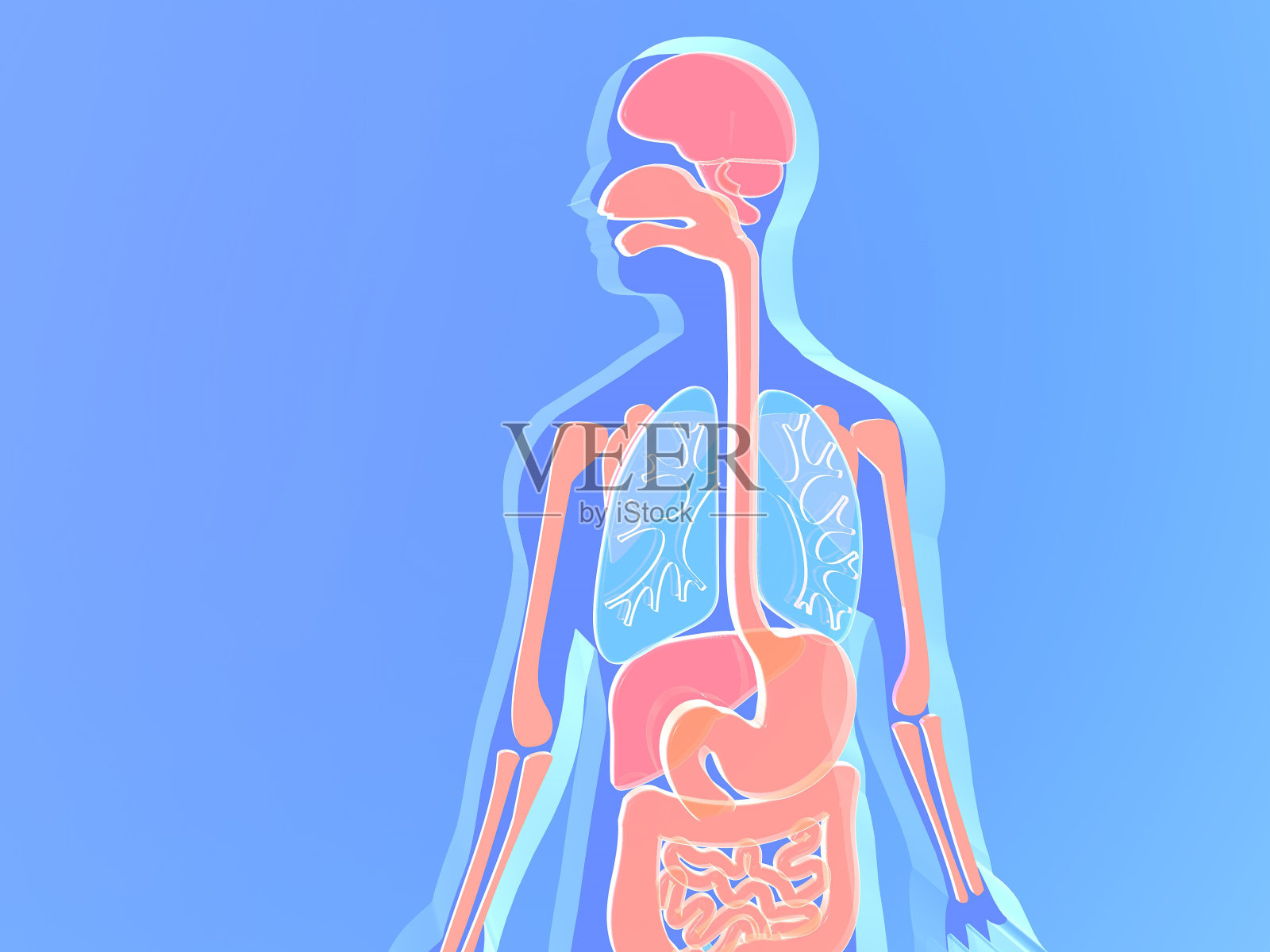人体解剖学的3D插图，由蓝色和粉红色的玻璃制成。系统,肺。照片摄影图片
