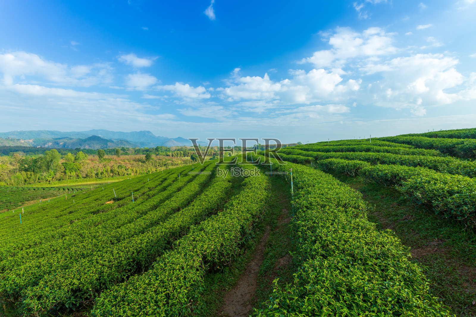 马来西亚卡梅隆高地的绿茶种植园照片摄影图片