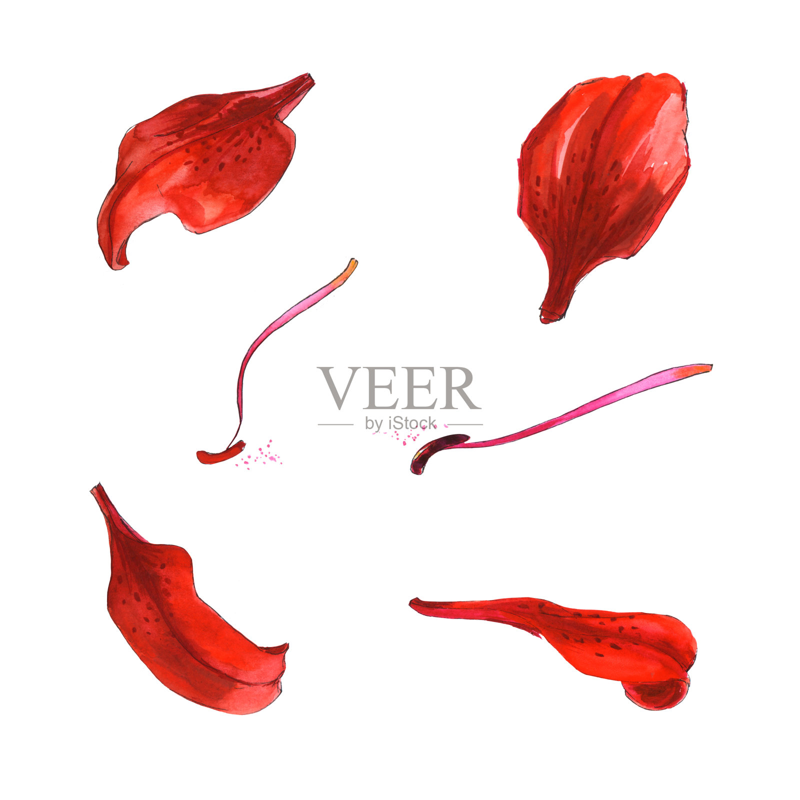 设置桔红色百合花瓣与雄蕊-手绘素描插图水彩画插画图片素材