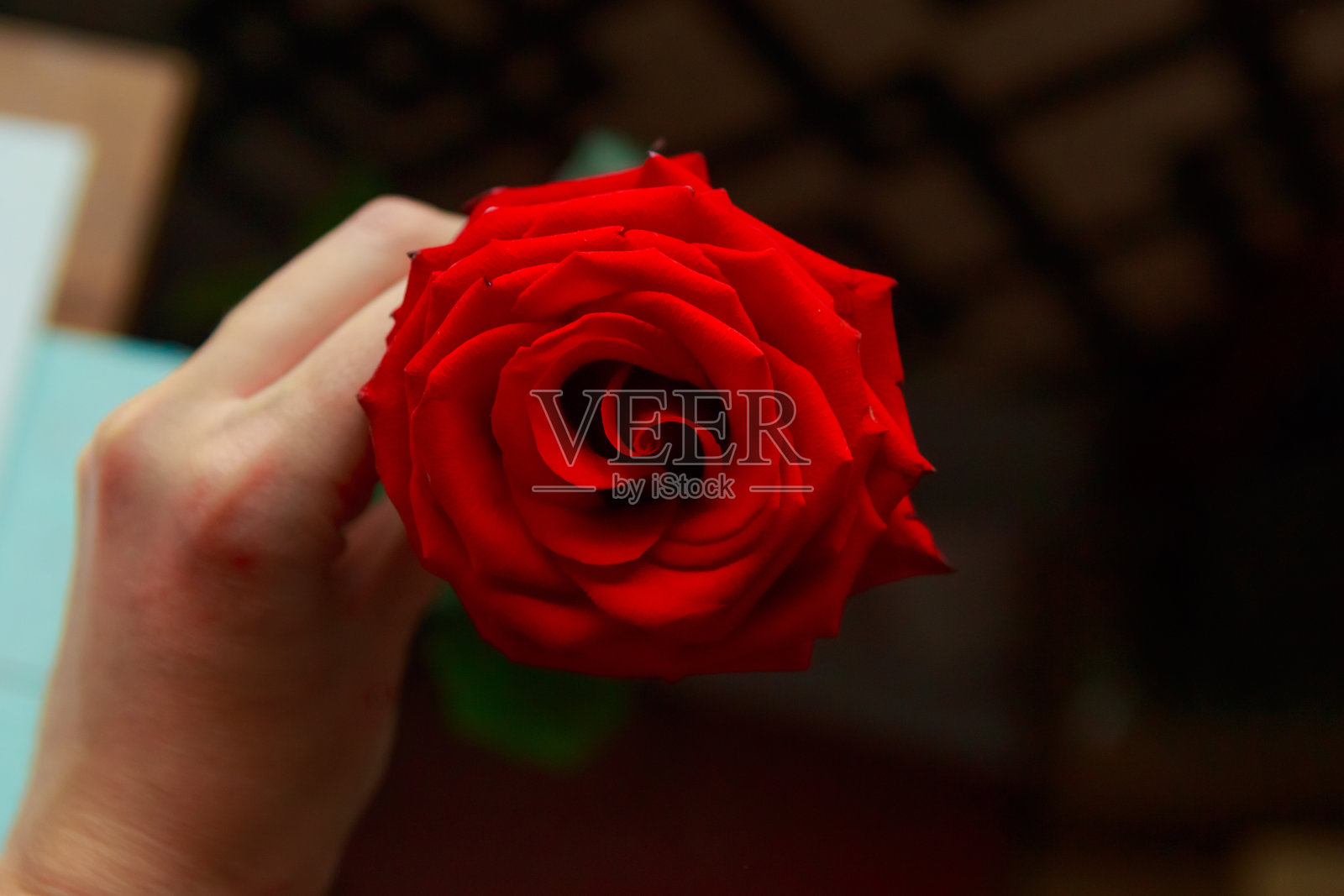 女孩手里拿着一朵红玫瑰，俯视图照片摄影图片