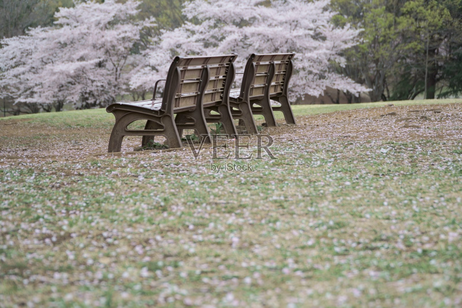 樱花飘落的公园长椅照片摄影图片