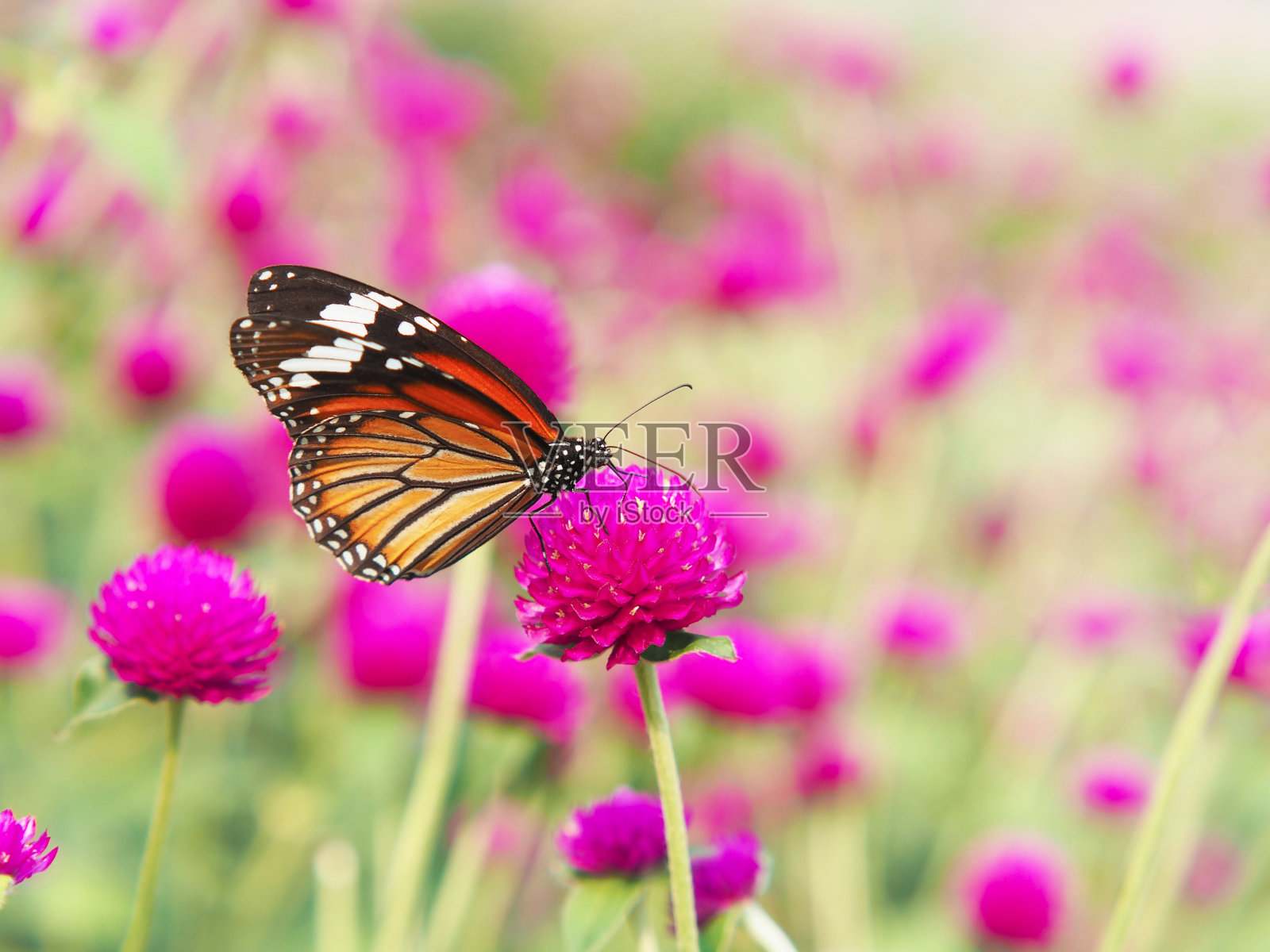 橙色蝴蝶在粉红色的苋菜花上照片摄影图片