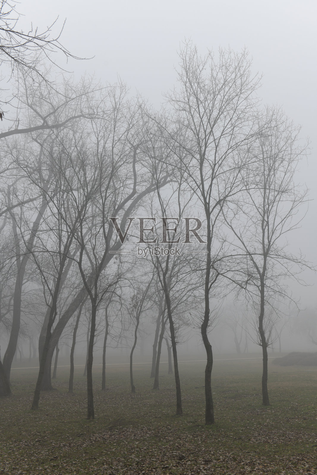 神秘的雾林在冬天照片摄影图片