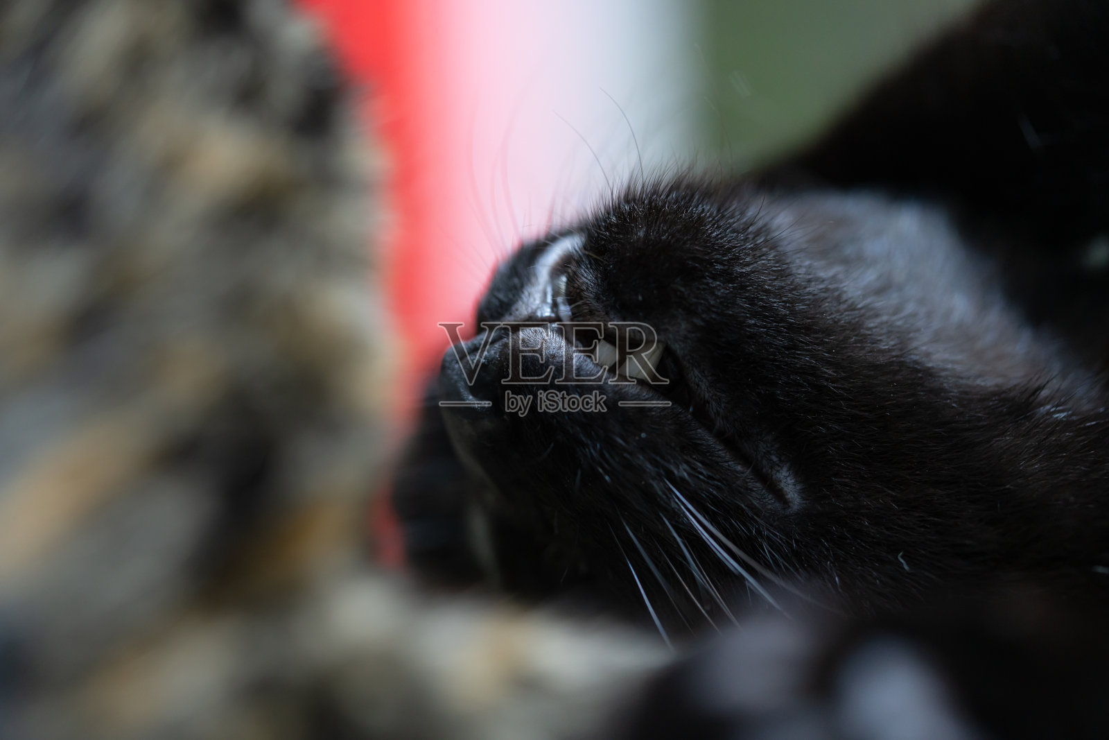 黑猫仰面躺着照片摄影图片