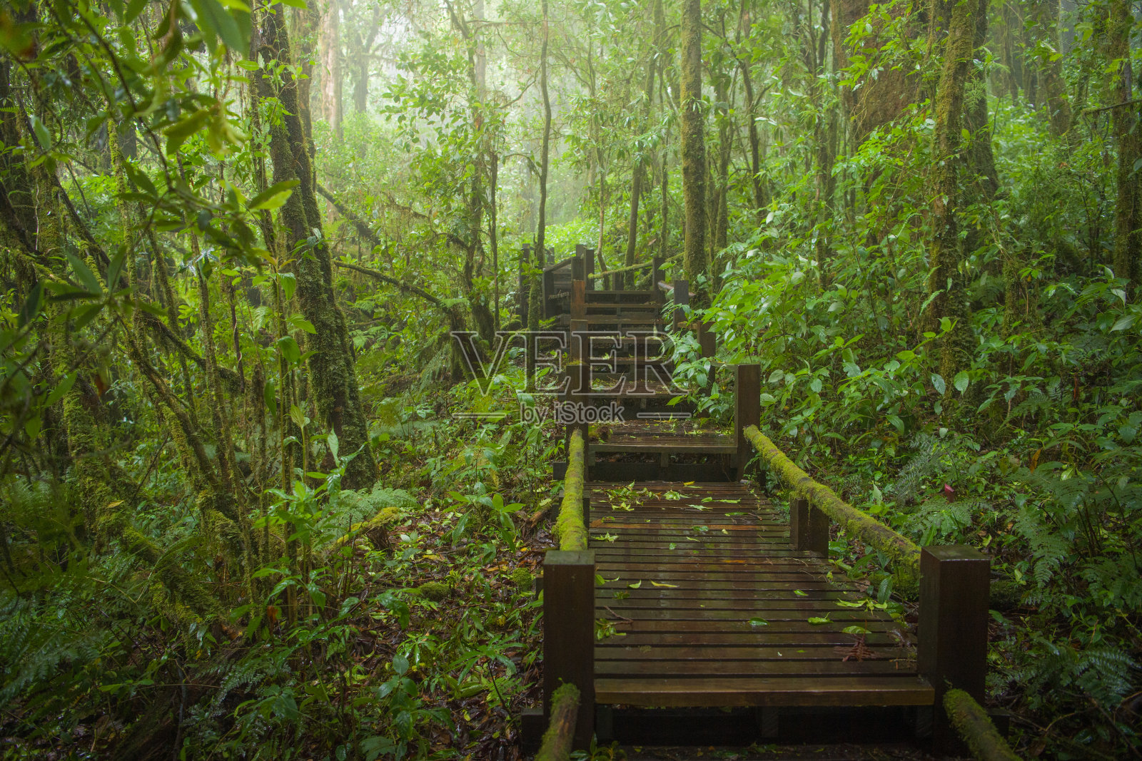 夏季阳光在亚洲热带野生自然森林照片摄影图片