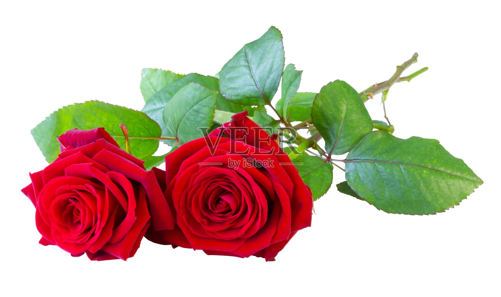 两株红玫瑰(蔷薇科)，茎和绿叶孤立地躺在白色的背景上，包括没有阴影的修剪路径。照片摄影图片