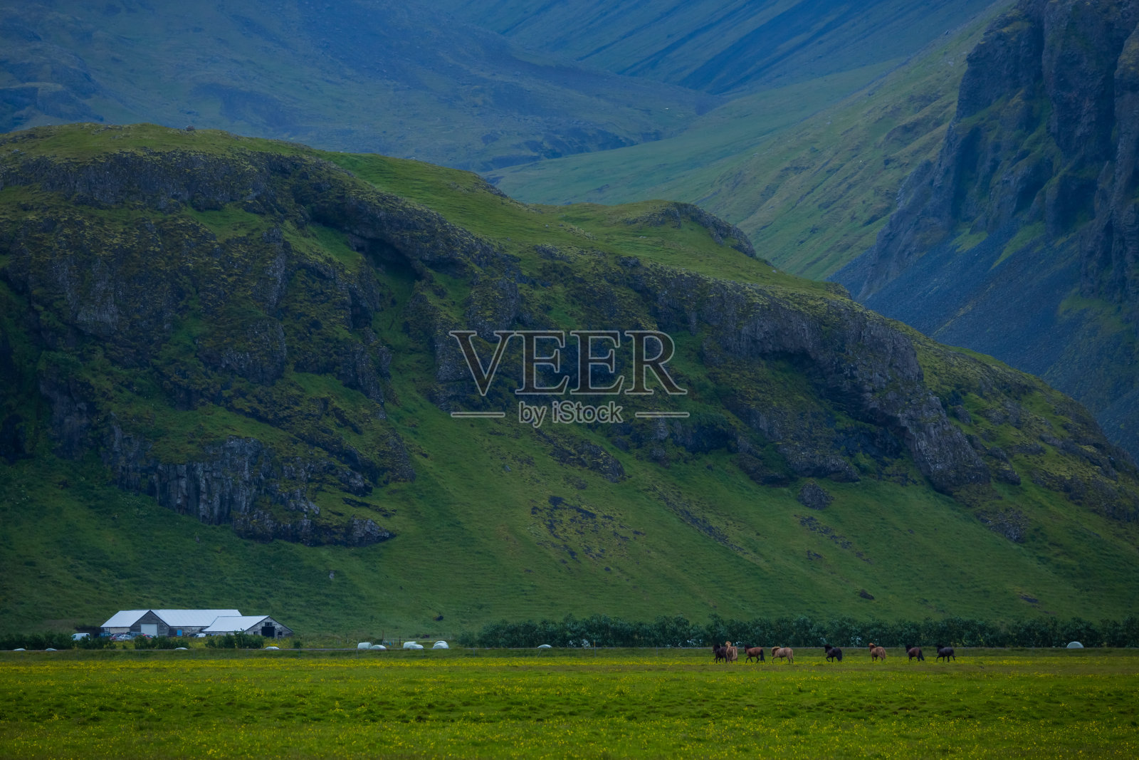 马在山上的冰岛牧场吃草照片摄影图片