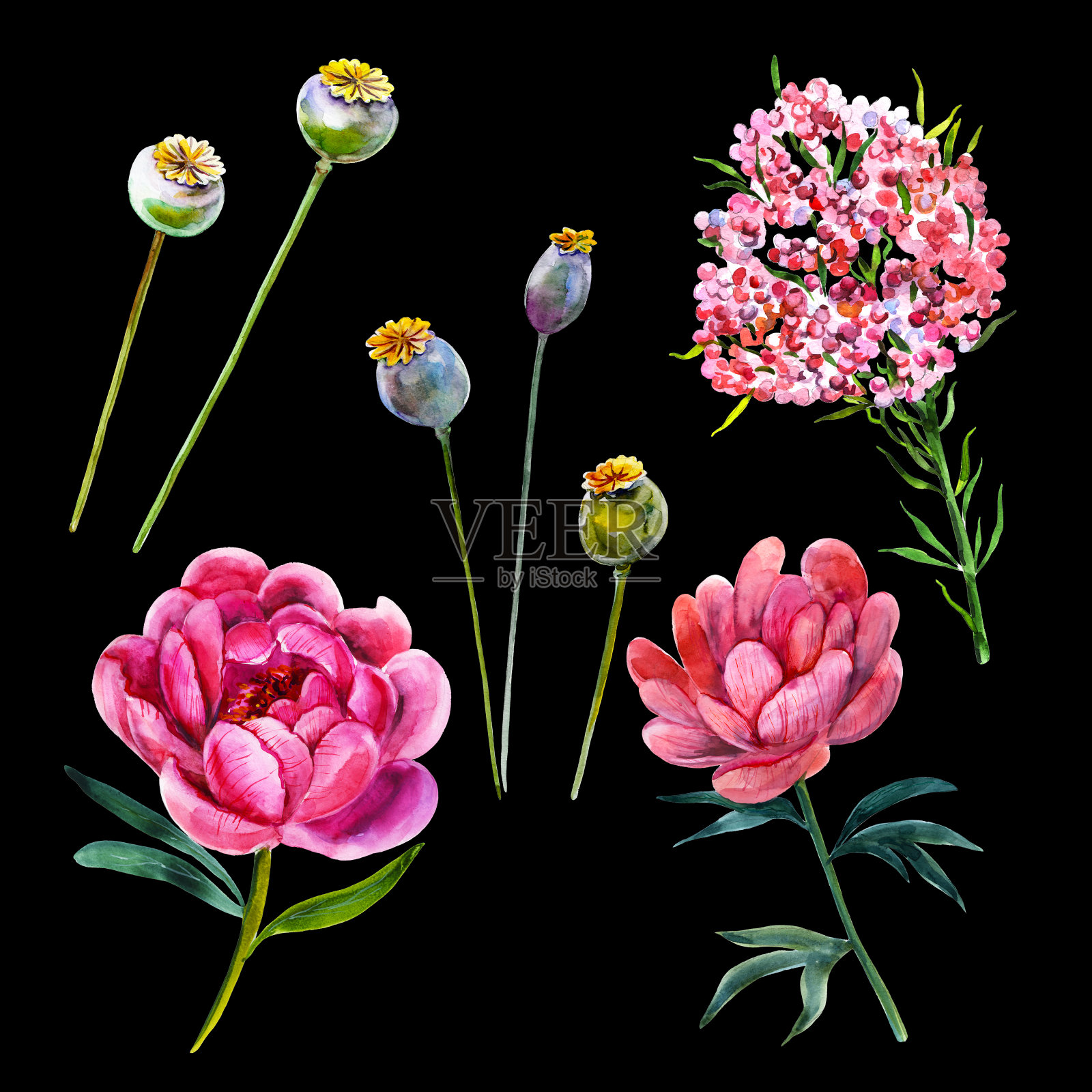 粉红色牡丹罂粟荚和稻花手绘水彩花卉插图一套。贺卡、婚礼请柬、节日、情人节设计元素。孤立的对象。插画图片素材