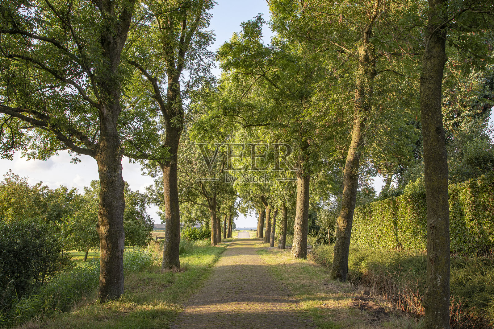 乡间小路，两旁绿树环绕，地平线照片摄影图片