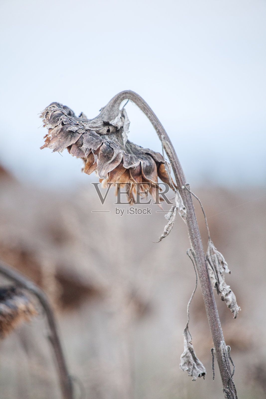 冬天的霜向日葵照片摄影图片