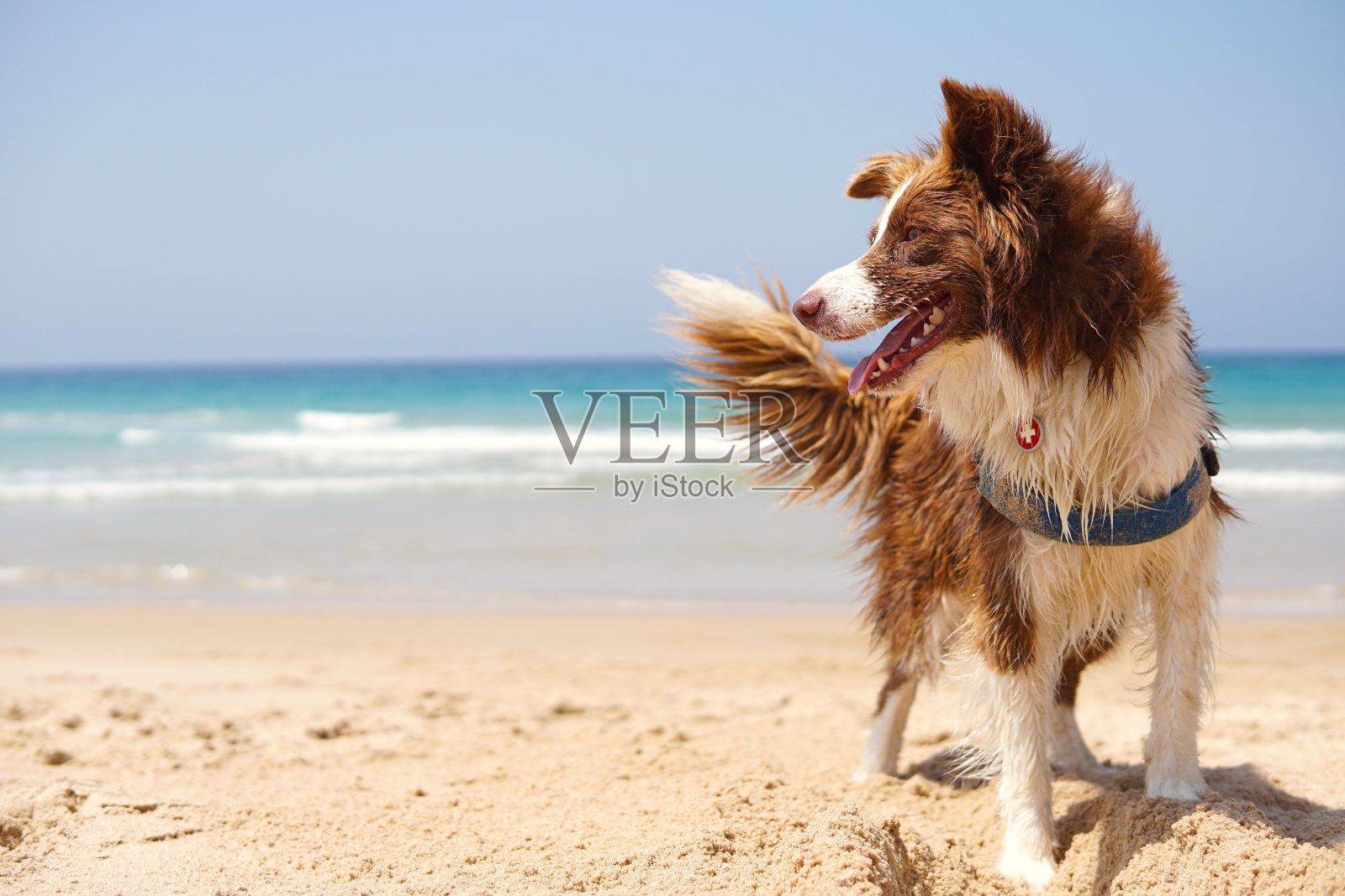 沙滩上的狗照片摄影图片