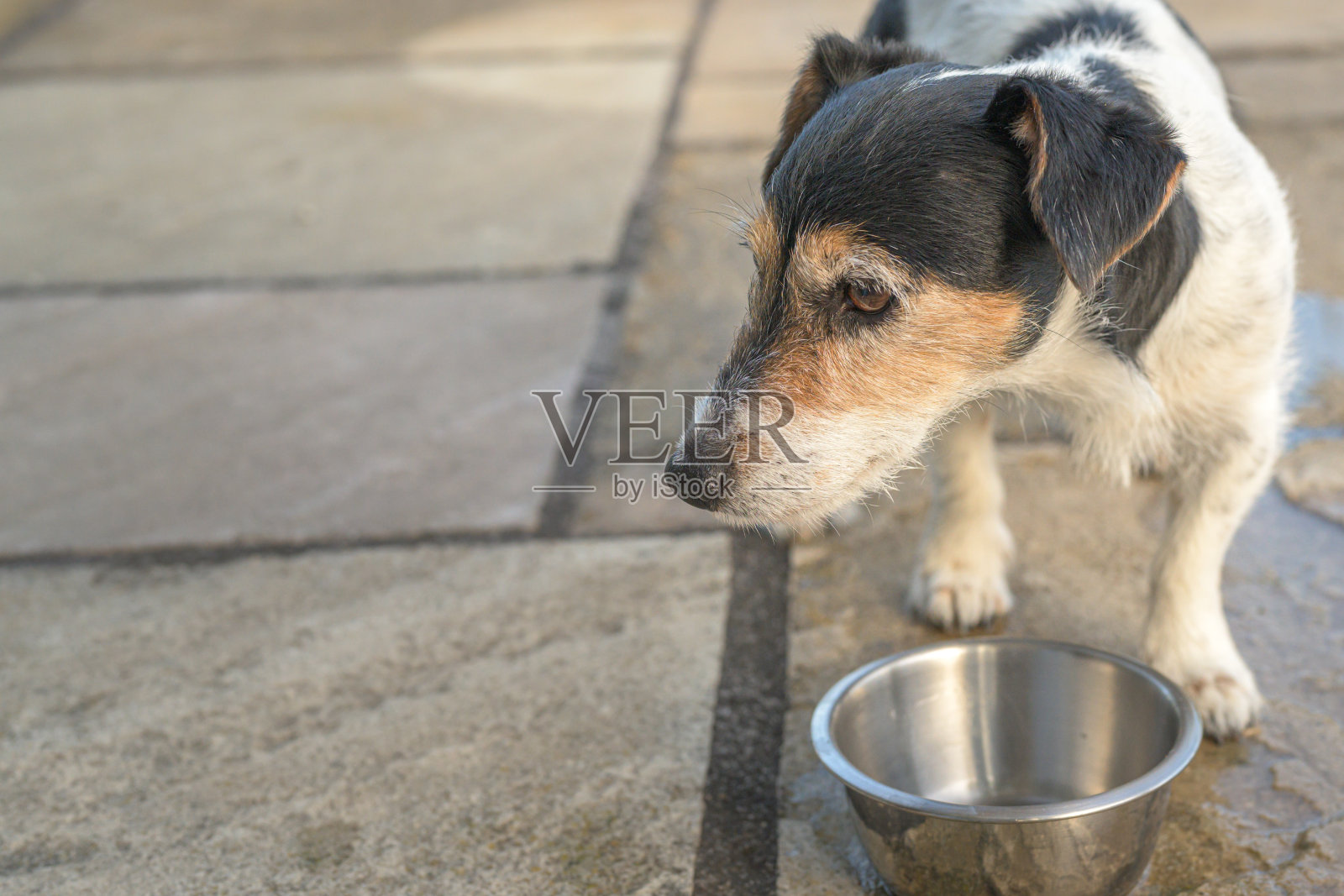 可爱的小狗站在一个空碗前，渴了。杰克罗素梗10岁照片摄影图片