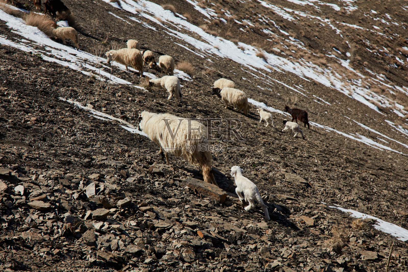 绵羊和山羊放牧在TIZI N’tichka，摩洛哥照片摄影图片