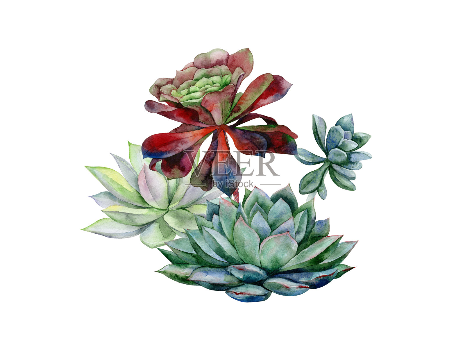多肉植物，木犀草插图，杜德利娅和兹瓦科普植物绘画。插画图片素材