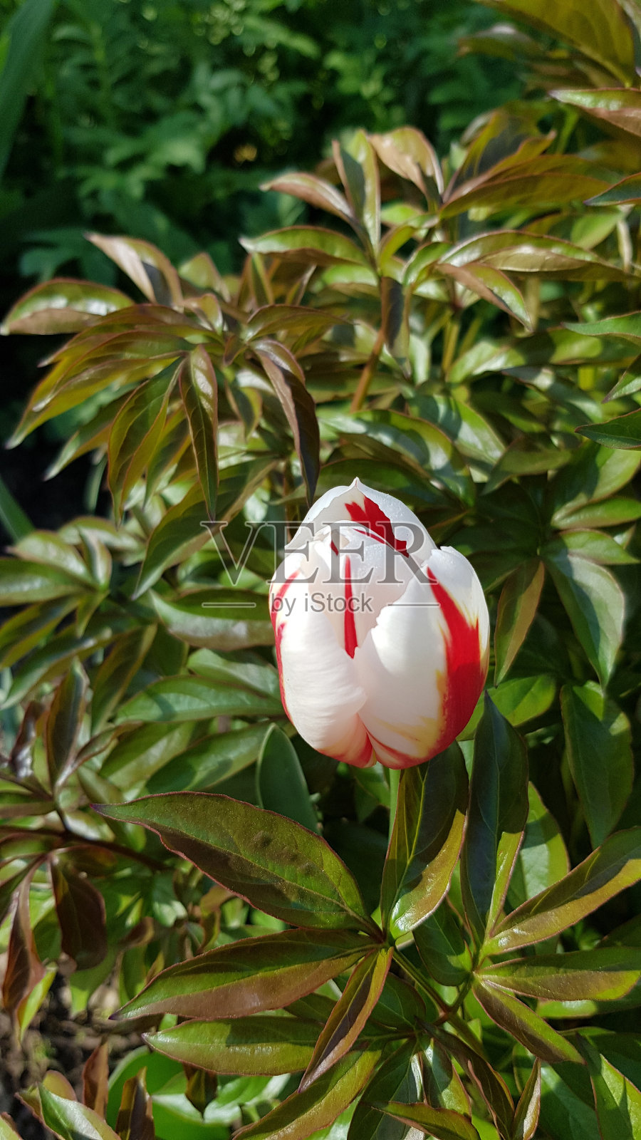 郁郁葱葱的牡丹叶上有红白条纹的郁金香花。春天的花床。花的背景。照片摄影图片