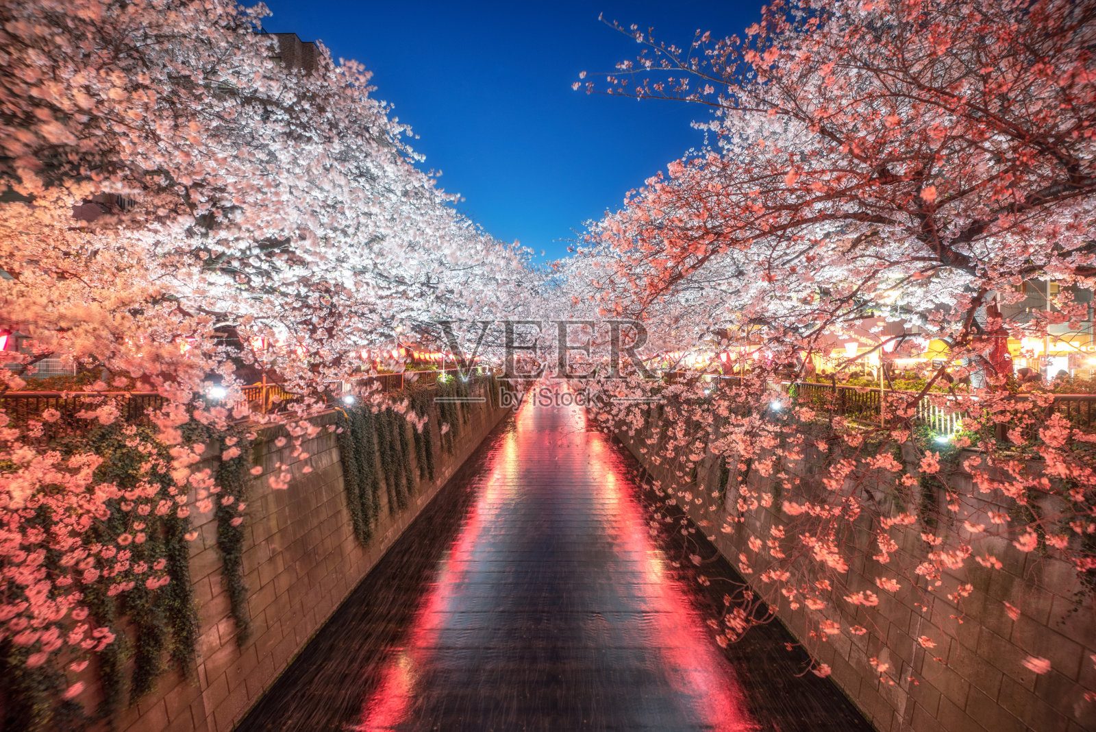 樱花盛开的季节在东京的目黑河黄昏。日本照片摄影图片