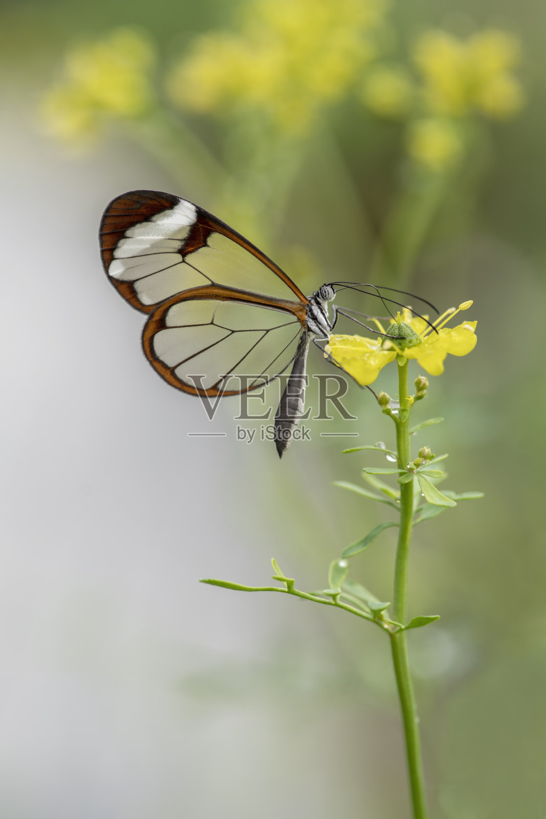 美丽的玻璃翼蝴蝶(Greta oto)在一个夏天的花园在黄色的花。在南美洲的亚马逊雨林。宝贵的热带蝴蝶。照片摄影图片