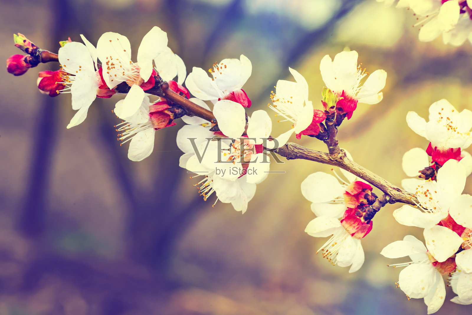 春天。盛开的桃花枝在模糊的抽象背景上。美丽的自然景色，枝繁叶茂，阳光灿烂照片摄影图片