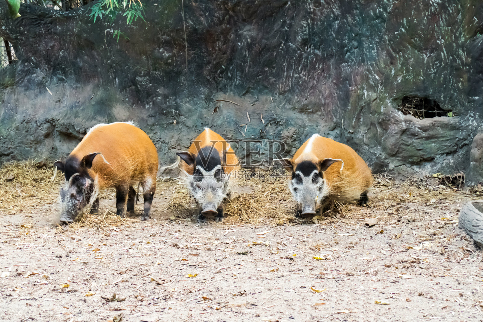 红河猪动物。家族红河猪野生动物在笼子的背景照片摄影图片