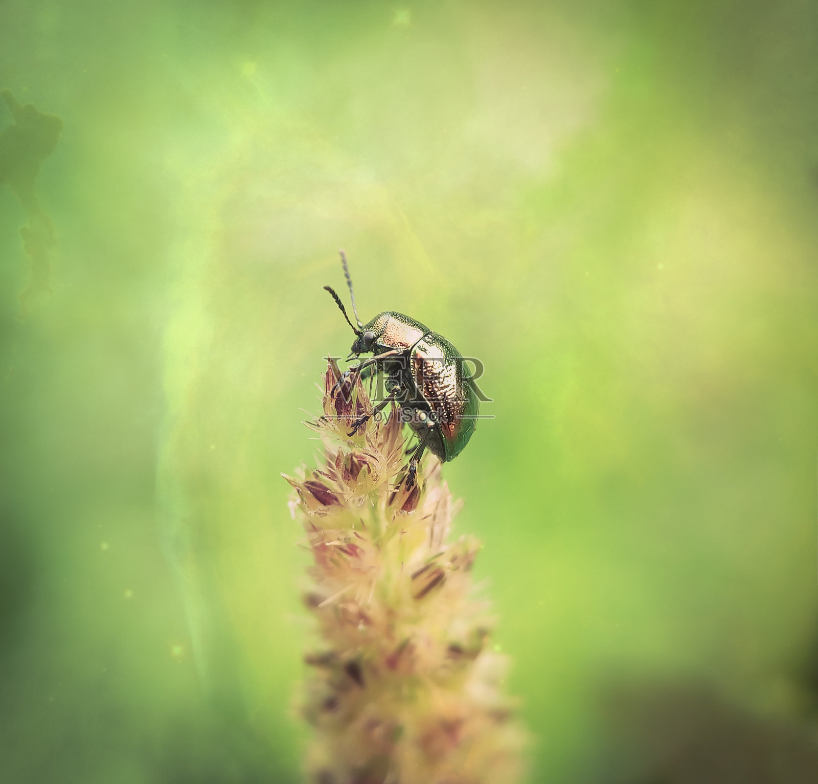秋天，一只小黑甲虫爬上了美丽的花朵的顶端照片摄影图片