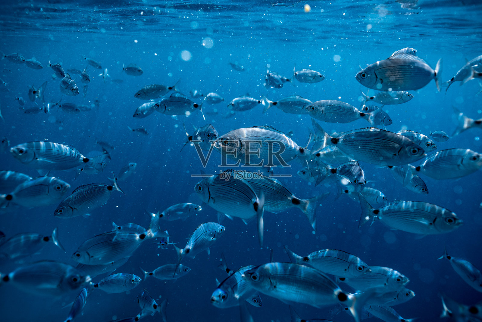 水下鲷鱼，克罗地亚海洋鱼的水下摄影，鱼群的近距离照片，令人惊叹的蓝色海洋里有小鱼，照片摄影图片