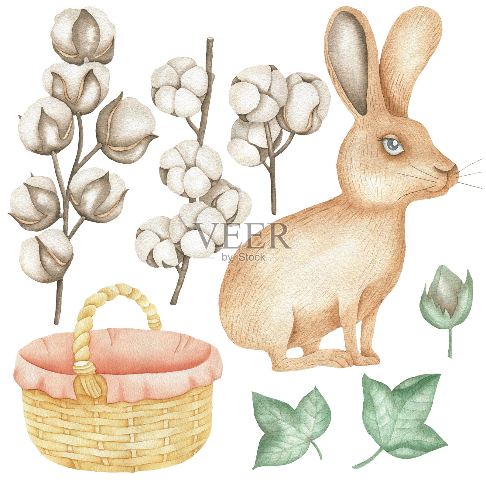 兔子和棉花。jpg插画图片素材