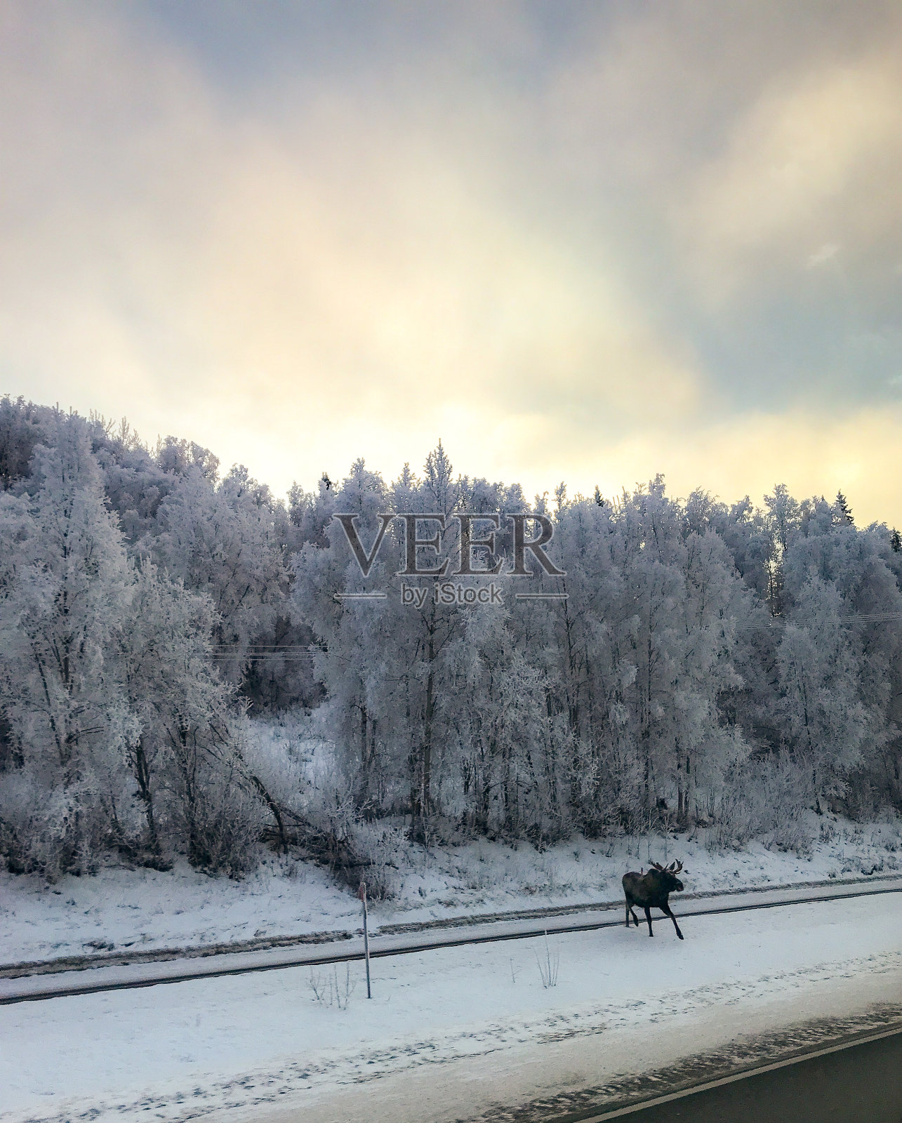 冬季公路上的驼鹿照片摄影图片