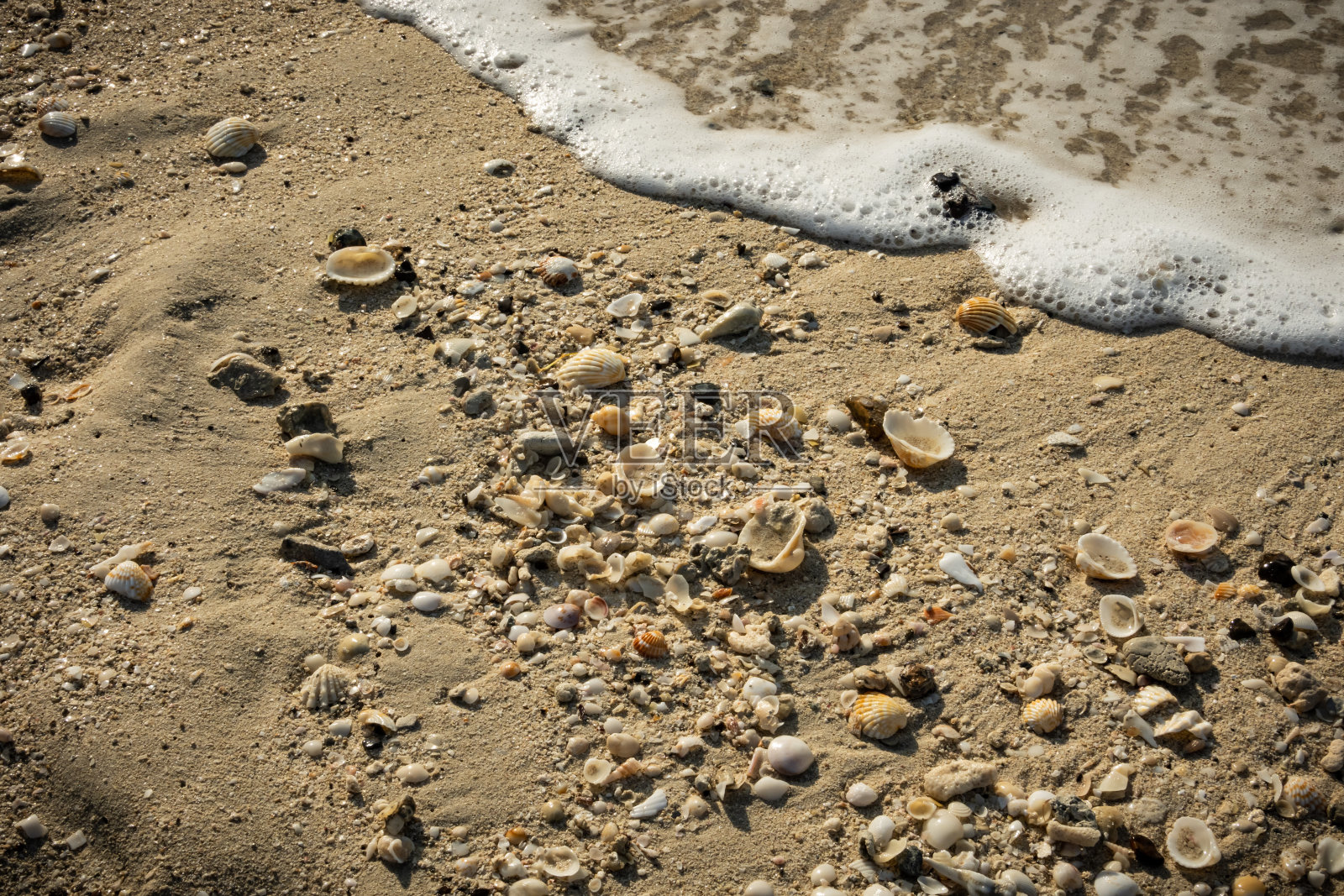 沙滩上的贝壳照片摄影图片